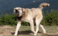 安纳托利亚牧羊犬怎么护理?来看看吧
