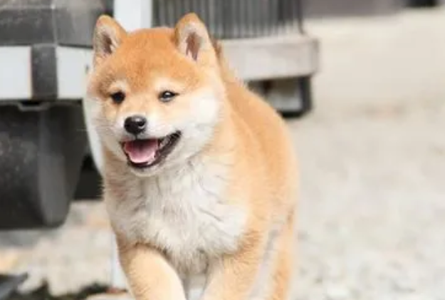 柴犬是新号秋田犬?这里一看便知! 柴犬是新号秋田犬?这里一看便知!