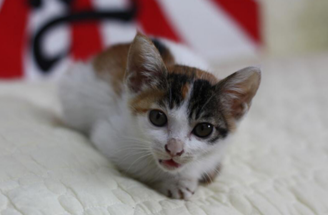 猫咪的肛门有点往外凸