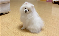 博美犬为什么不建议养