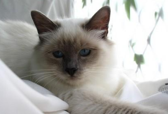 伯曼猫为什么很少养