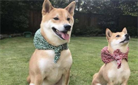 这样养柴犬,当心毁了它,饲养的错误观念,你错了哪几个?