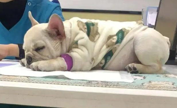 犬瘟一般多久死亡