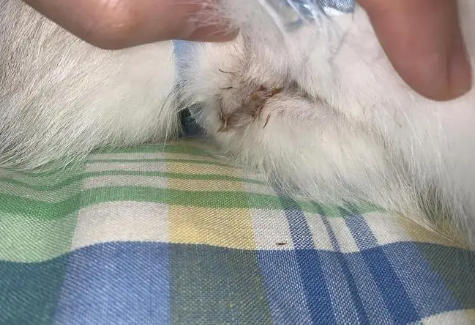 母猫尿道口有褐色分泌物很 母猫尿道口有褐色分泌物很