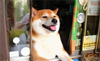 怎么才能购买到纯血统柴犬？必须留意什么？
