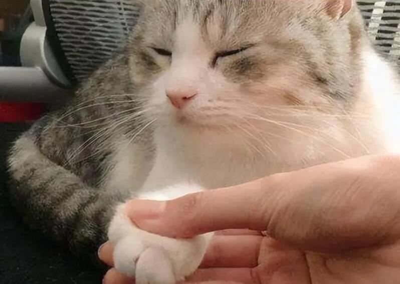 为什么猫爪子不能揉搓