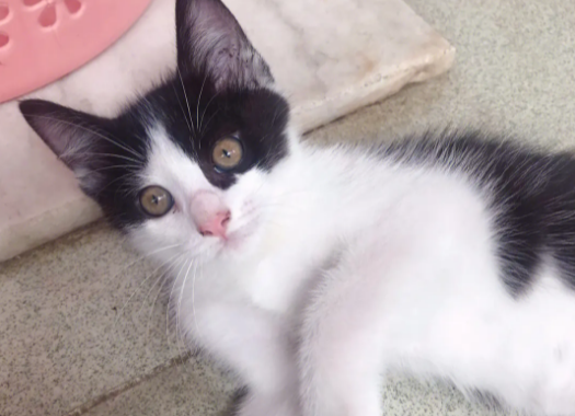 奶牛猫性格都很恶劣 奶牛猫性格都很恶劣