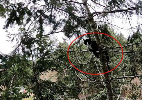 男子爬树救橘猫,结果回头一看还挂着一只猫 男子爬树救橘猫,结果回头一看还挂着一只猫