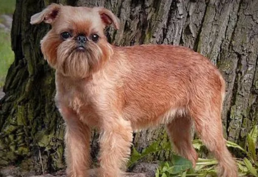 布鲁塞尔格里芬犬拉稀怎么办?主人该怎么做? 布鲁塞尔格里芬犬拉稀怎么办?主人该怎么做?