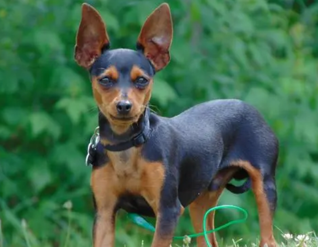 一文告诉你，小鹿犬得了犬瘟热怎么办？