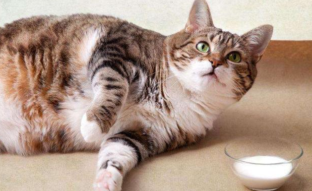 猫咪为什么会那么肥胖的原因