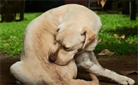 狗狗总蹭痒痒是什么原因呢