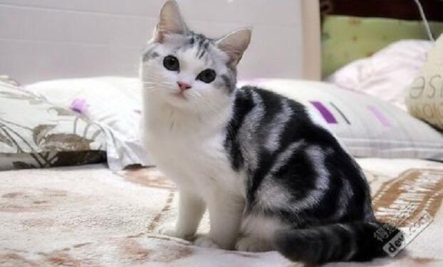 猫咪长得好的表现
