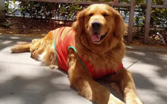 金毛犬多少钱一只大狗 金毛犬多少钱一只大狗