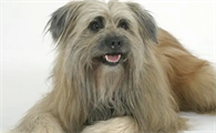 如何训练比利牛斯牧羊犬不乱咬人?你知道吗?