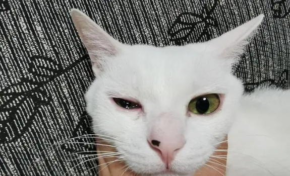 猫咪为什么左眼流泪呢 猫咪为什么左眼流泪呢