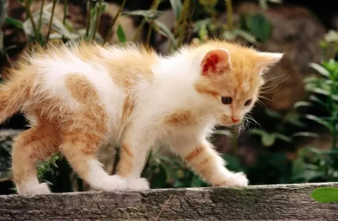 猫咪为什么等你睡着就走了