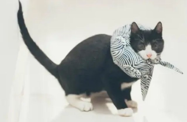 猫咪为什么离家出走了呢