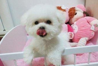 怎样看出幼犬认主人了 怎样看出幼犬认主人了