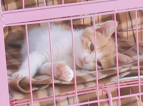 猫咪为什么喜欢躺笼子里睡觉