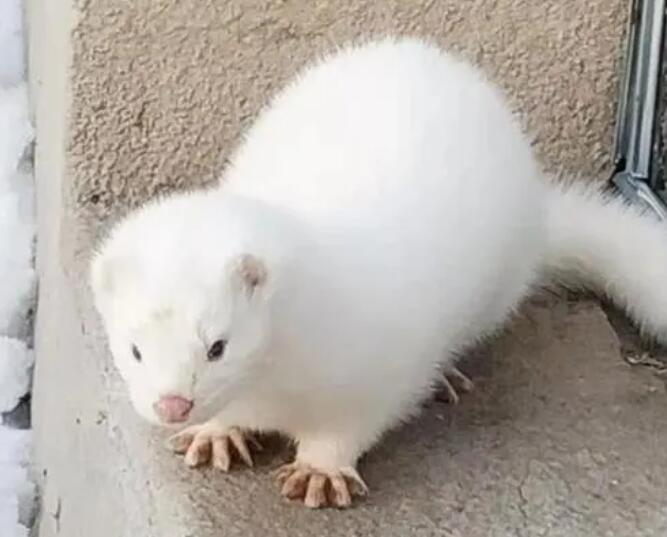 雪貂好养吗 臭吗