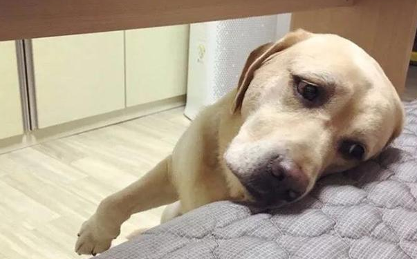 狗狗死之前哭的很伤心是什么原因 狗狗死之前哭的很伤心是什么原因