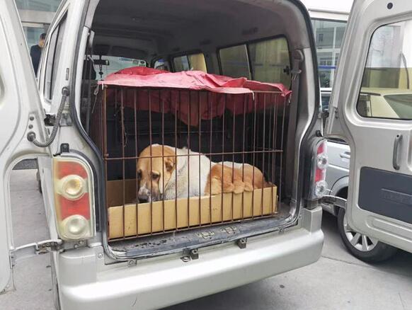 汽车宠物托运安全吗现在 汽车宠物托运安全吗现在