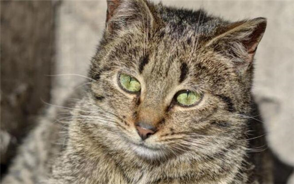 燕子不进苦寒门,家猫不入白事堂 燕子不进苦寒门,家猫不入白事堂