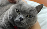 英短蓝猫便秘怎么办?竟然是这样~