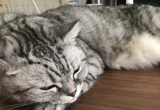 猫咪喘气很快,肚子一抽一抽的 猫咪喘气很快,肚子一抽一抽的