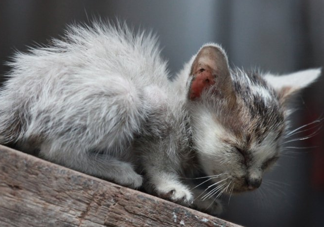 流浪猫绝育的好处是什么？来看看吧