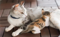 母猫叼着小猫来我家好吗