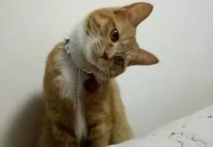 猫咪神经受损头歪身体不协调