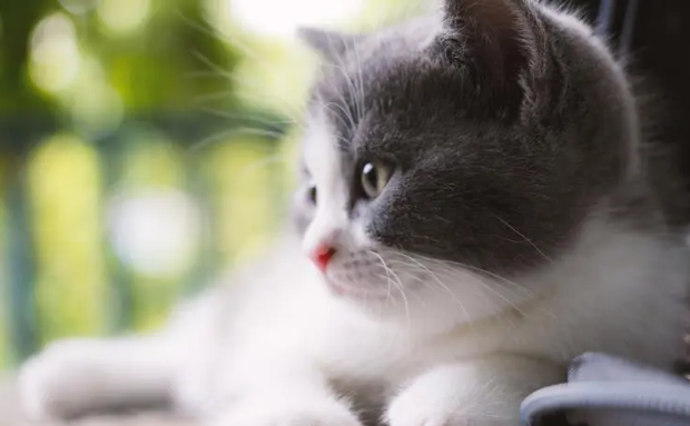 快来了解:小奶猫多大可以自己排尿排便呢? 快来了解:小奶猫多大可以自己排尿排便呢?