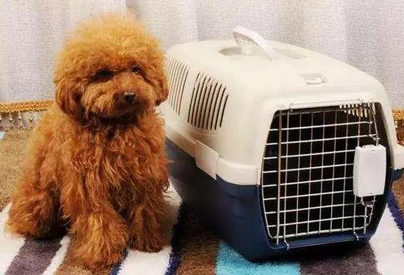 高铁怎么托运狗子上车