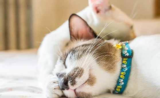 小猫假死最多持续多久