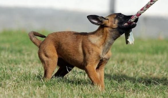 马犬不能吃的20种食物 马犬不能吃的20种食物