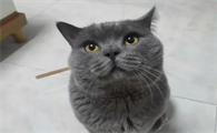 蓝猫吐了是什么原因引起的?来看看吧