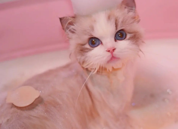 实在没有猫沐浴露可以用什么代替 实在没有猫沐浴露可以用什么代替
