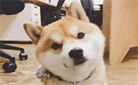 狗狗为什么要歪头看人呢