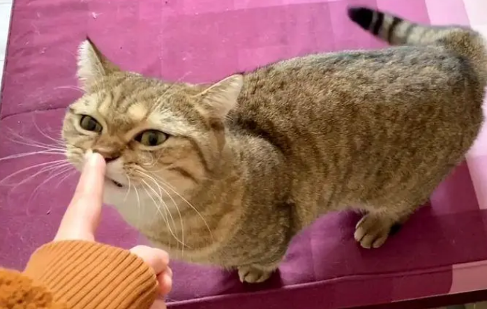 猫咪为什么知道主人在发火 猫咪为什么知道主人在发火