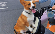 柯基犬的优缺点