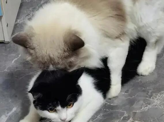 为啥公猫绝育了还一直骑其他猫呢