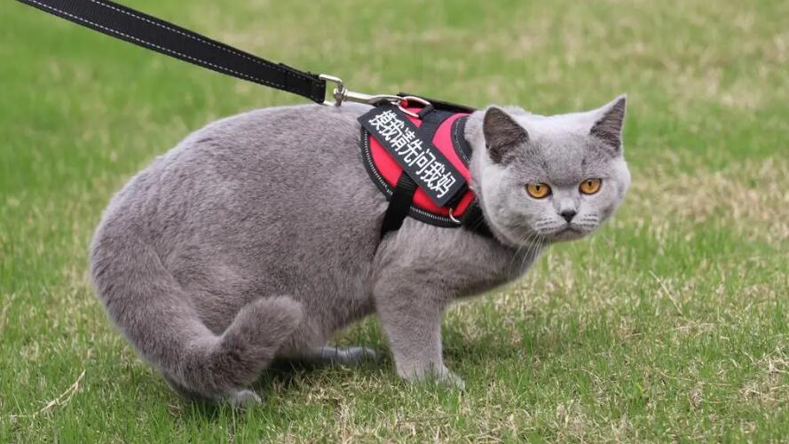  蓝猫为啥生出黑猫？必读秘笈！