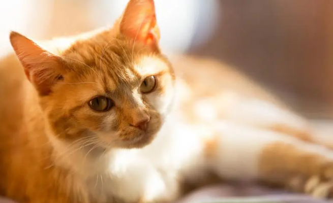 猫咪血尿怎么治疗 猫咪血尿怎么治疗