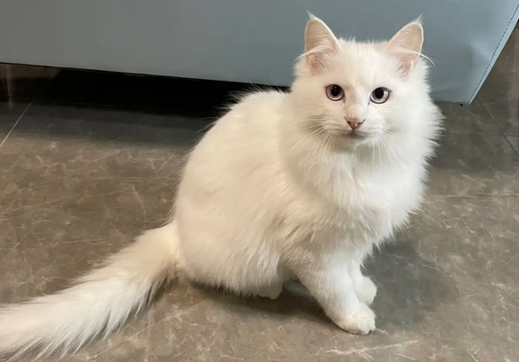 狮子猫性格都不好