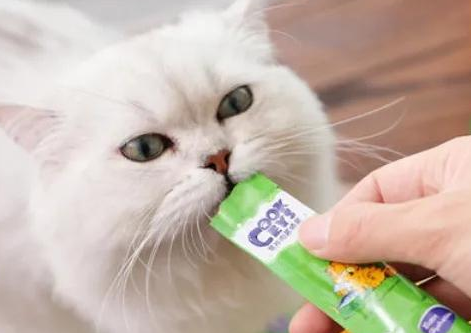猫条的正确喂法