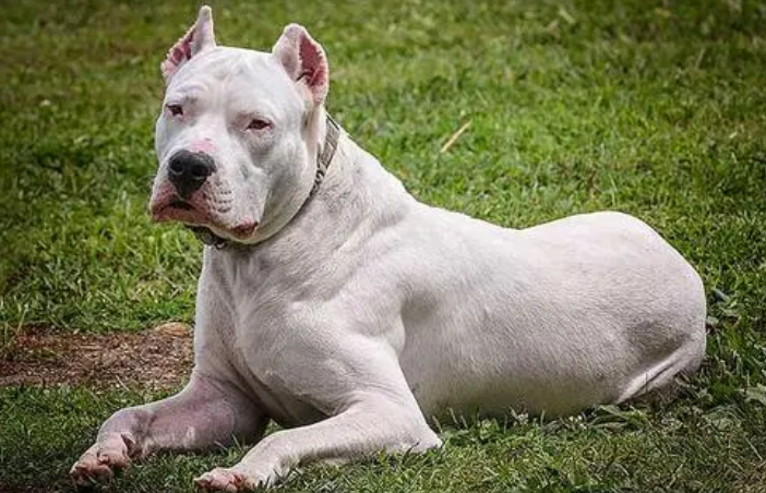 萌宠小知识：杜高犬怎么修耳？