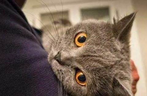 抱猫的时候猫耳朵为什么会趴下