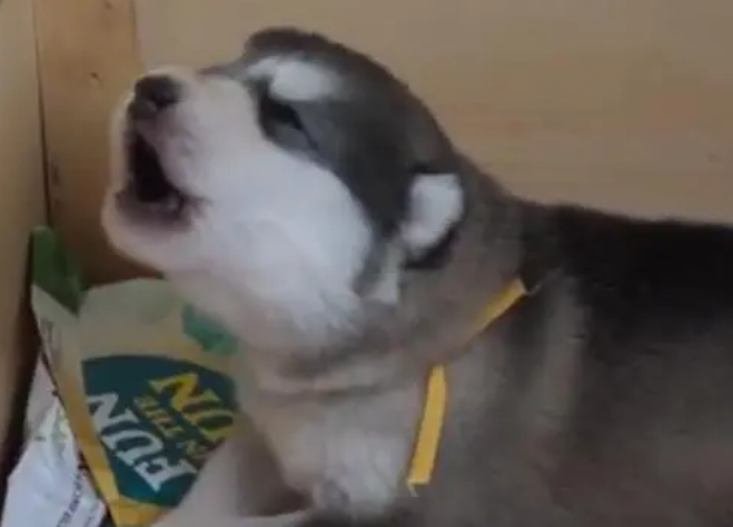 狗狗嘤嘤呜呜呜的叫是什么意思